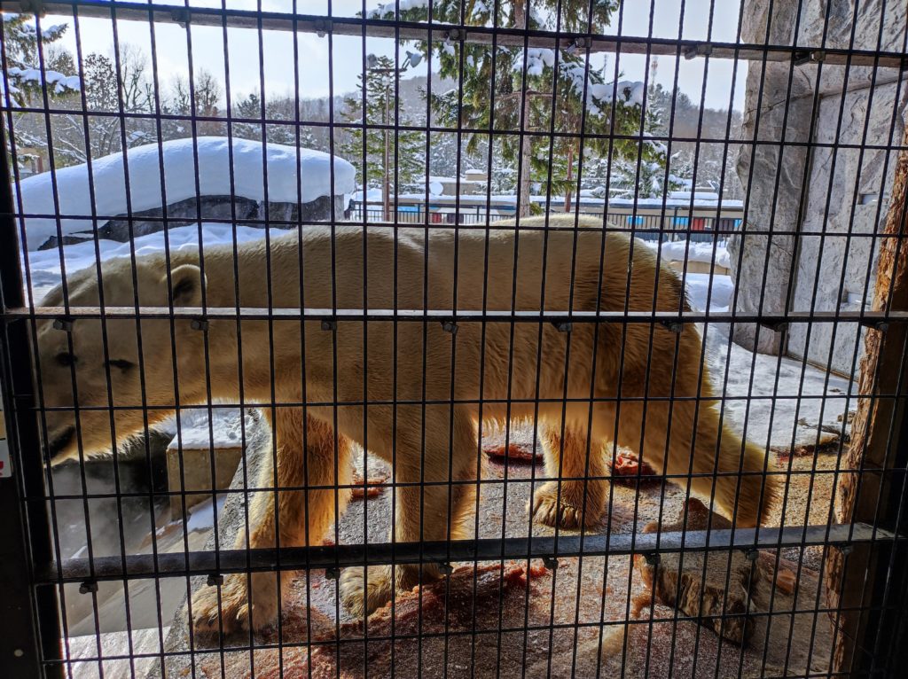 旭山動物園　シロクマ